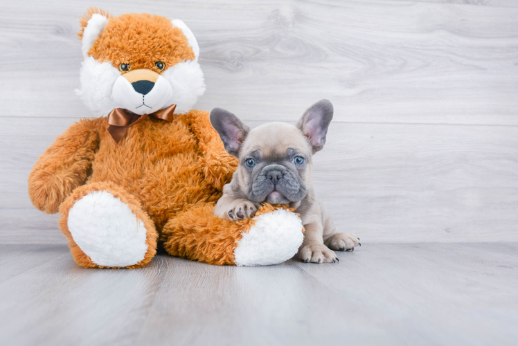 Best French Bulldog Baby