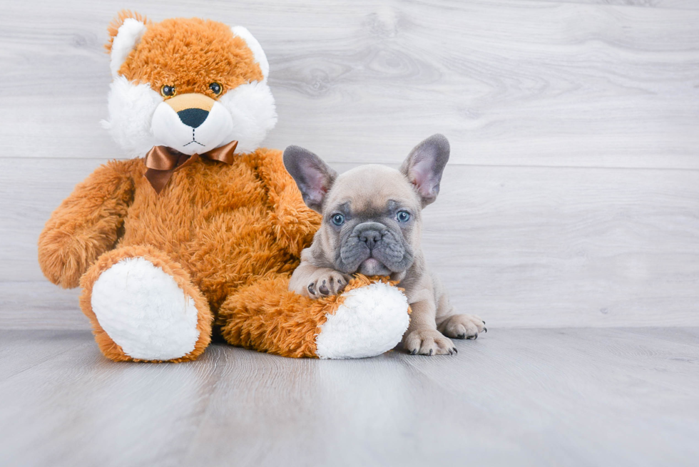 Best French Bulldog Baby