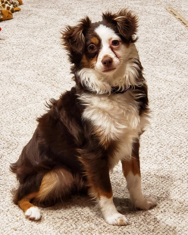 Friendly Mini Aussie Purebred Pup