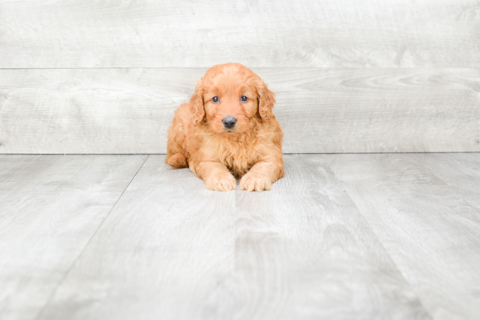 Mini Goldendoodle Puppy for Adoption