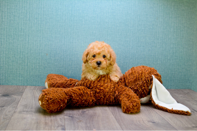 Cute Cavapoo Baby