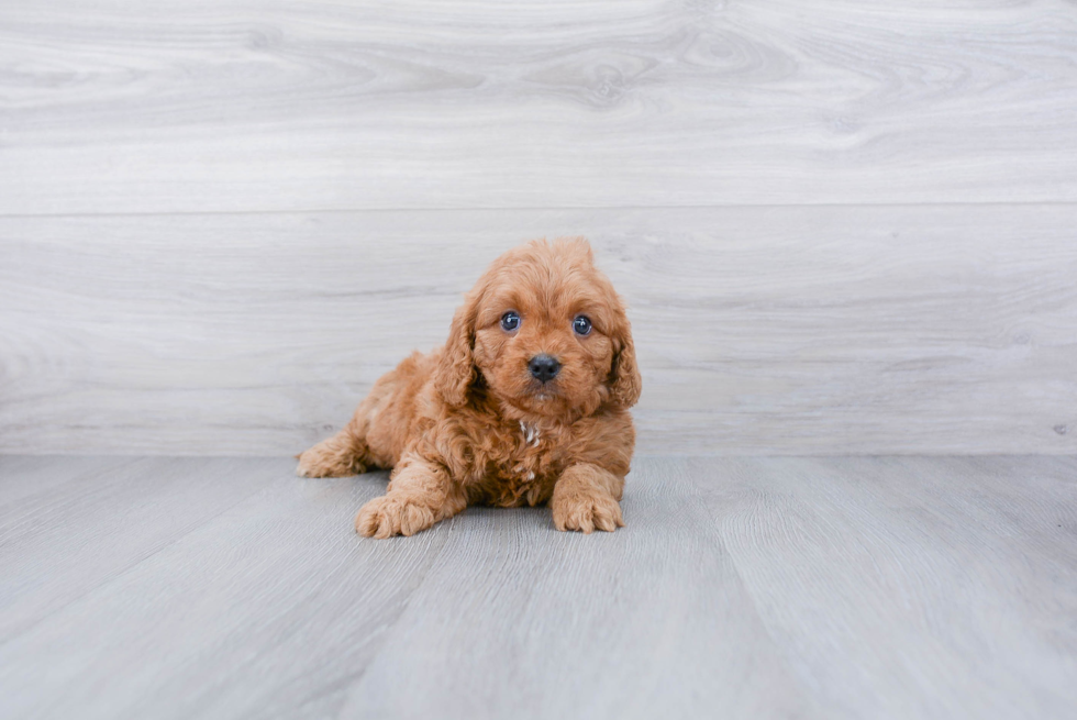 Sweet Cavapoo Baby