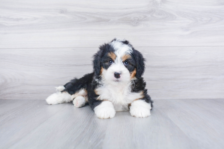 Fluffy Mini Bernedoodle Poodle Mix Pup