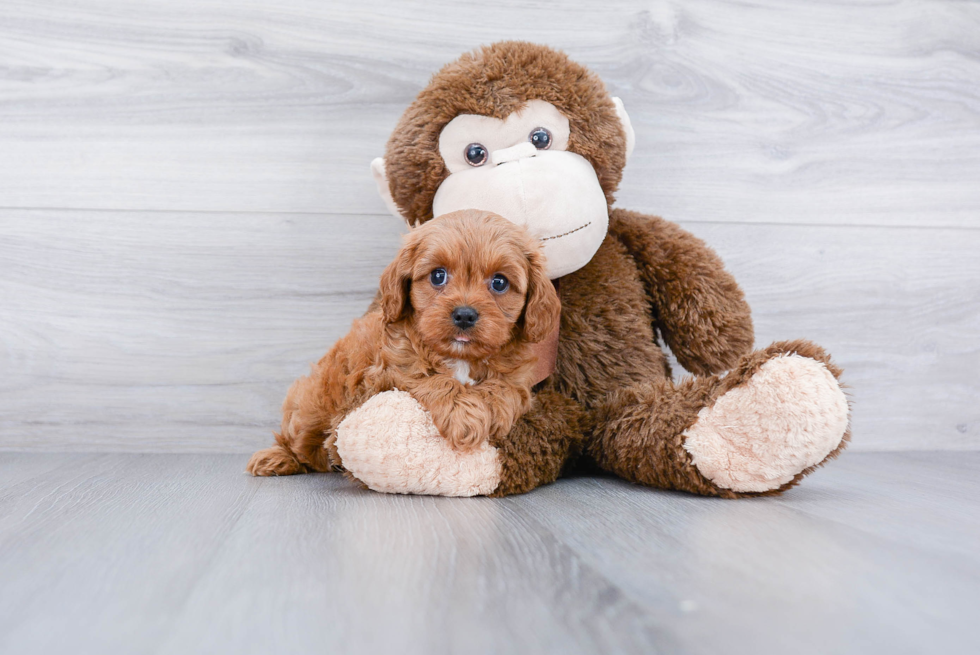 Best Cavapoo Baby