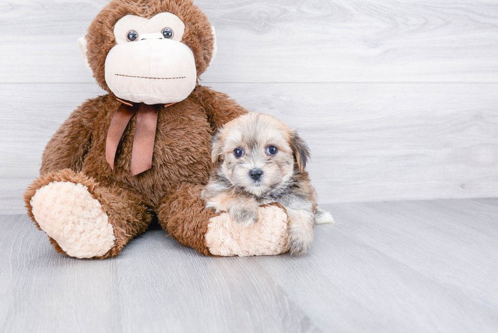 Petite Shorkie Designer Pup
