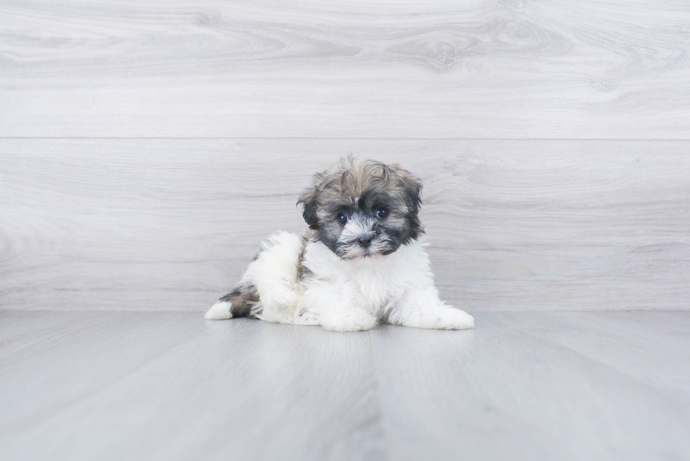 Funny Havanese Baby