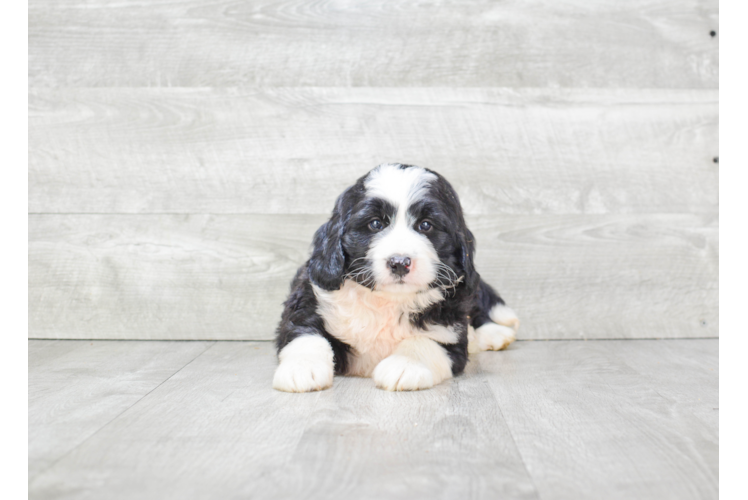 Popular Mini Bernedoodle Poodle Mix Pup