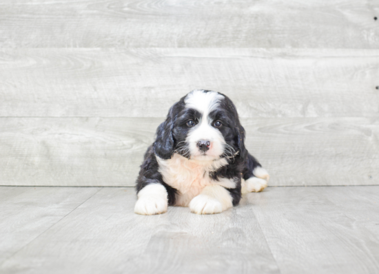 Popular Mini Bernedoodle Poodle Mix Pup