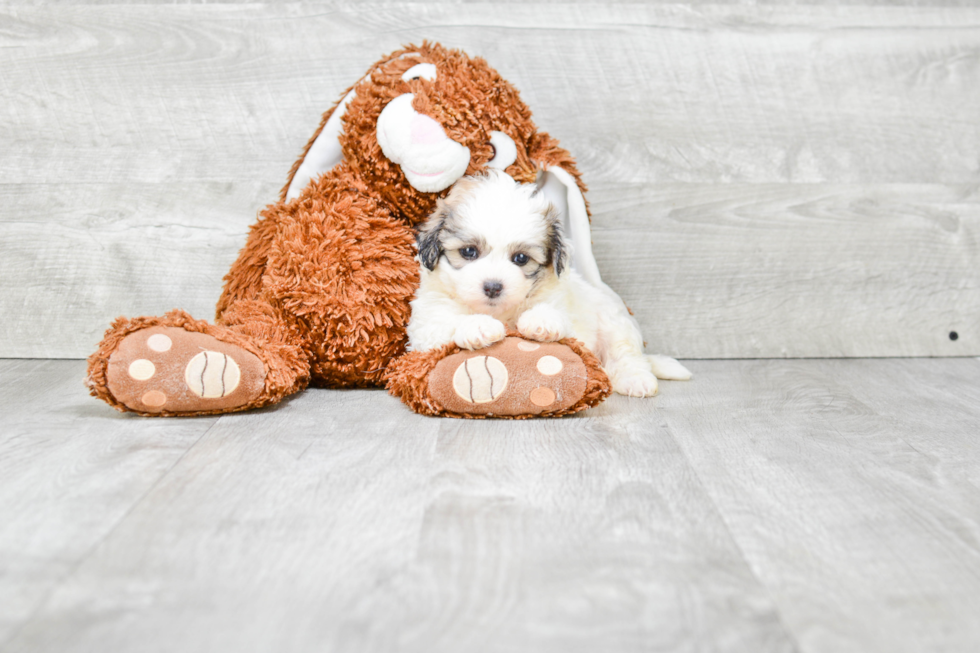 Cute Teddy Bear Baby