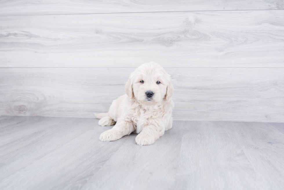 Petite Mini Goldendoodle Poodle Mix Pup