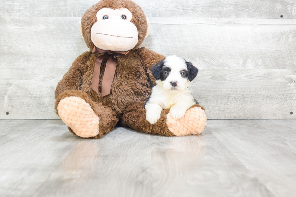 Mini Bernedoodle Puppy for Adoption