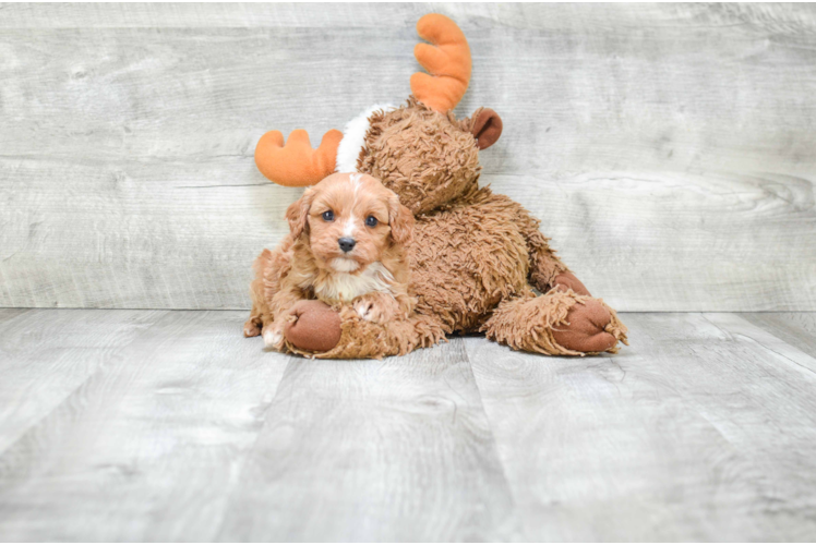 Cavapoo Puppy for Adoption