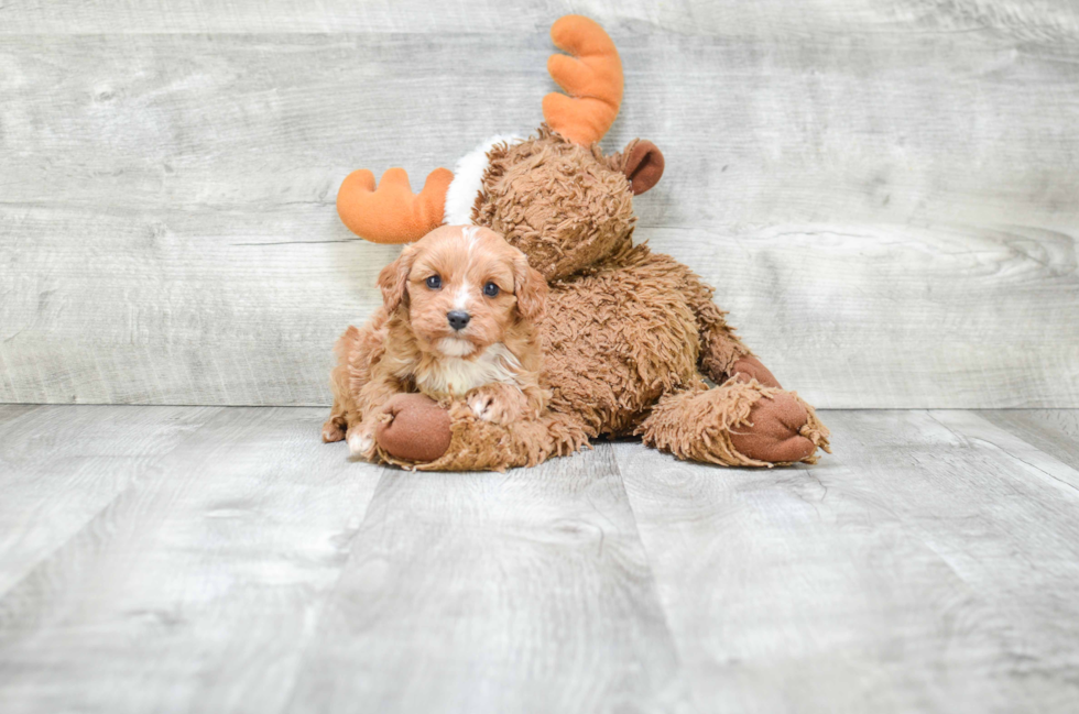 Cavapoo Puppy for Adoption