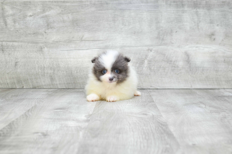 Pomeranian Pup Being Cute