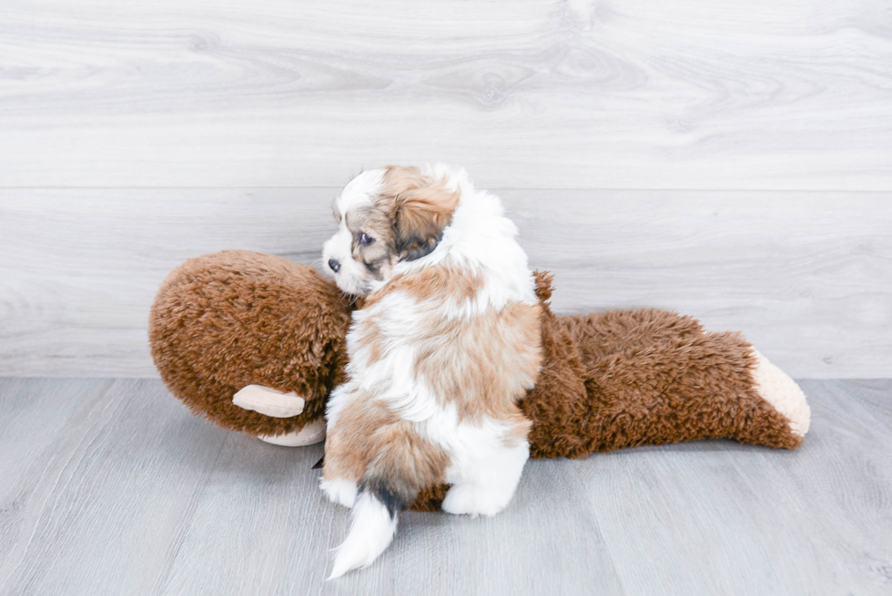 Funny Teddy Bear Designer Pup