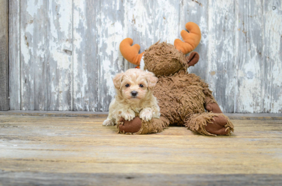 Maltipoo Pup Being Cute