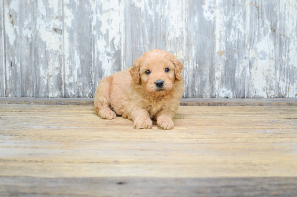 Petite Mini Goldendoodle Poodle Mix Pup