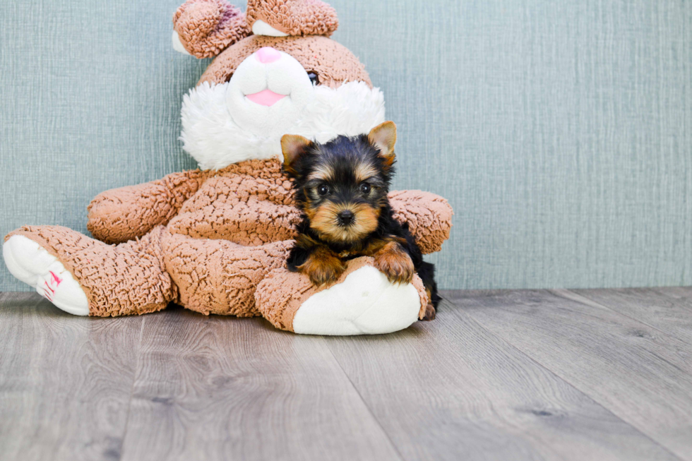 Meet Trigger - our Yorkshire Terrier Puppy Photo 