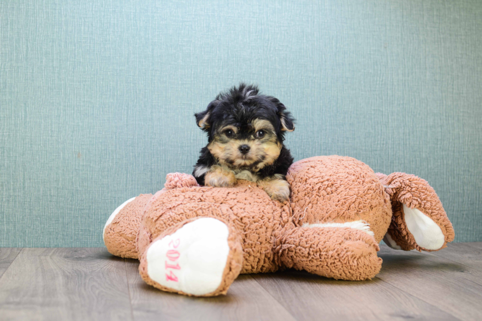 Cute Morkie Baby