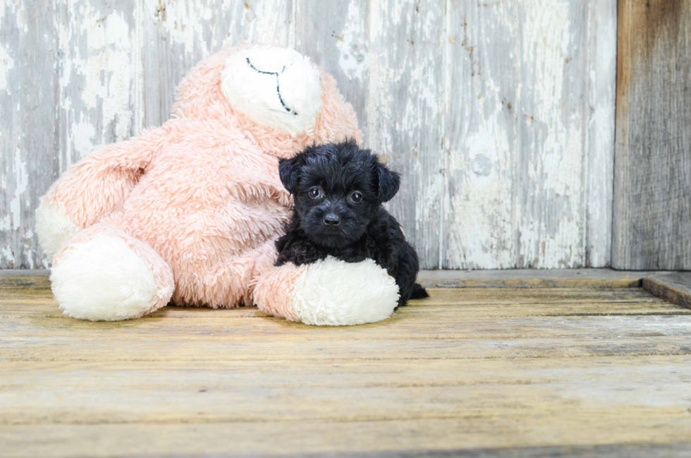 Happy Yorkie Poo Baby