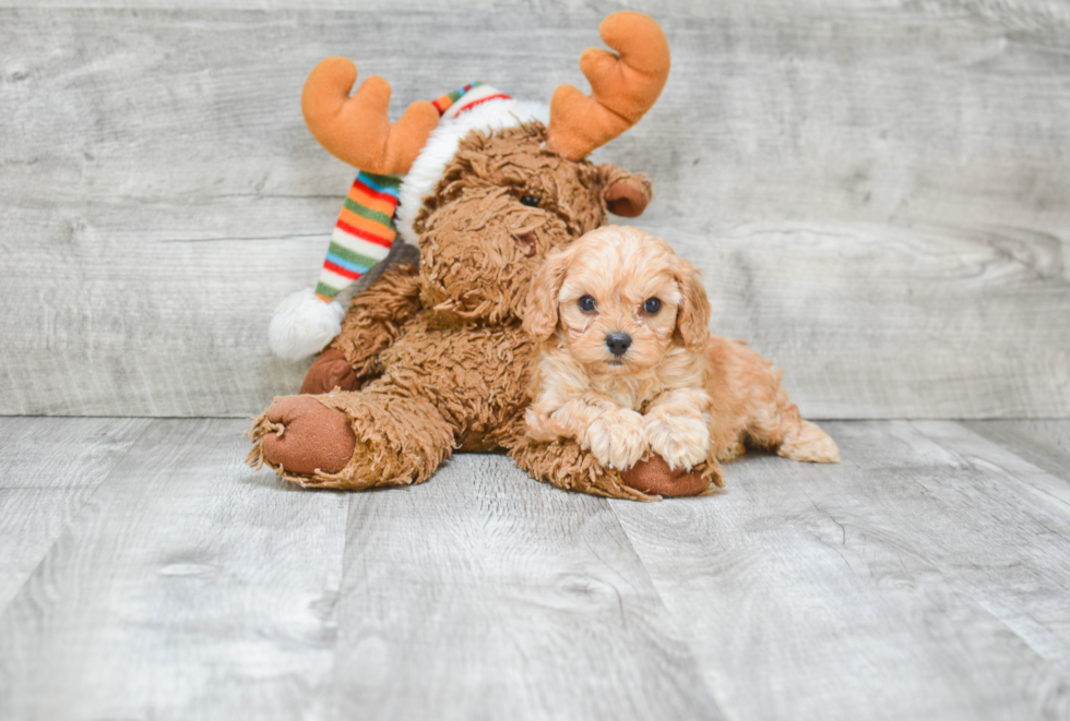 Small Cavapoo Baby