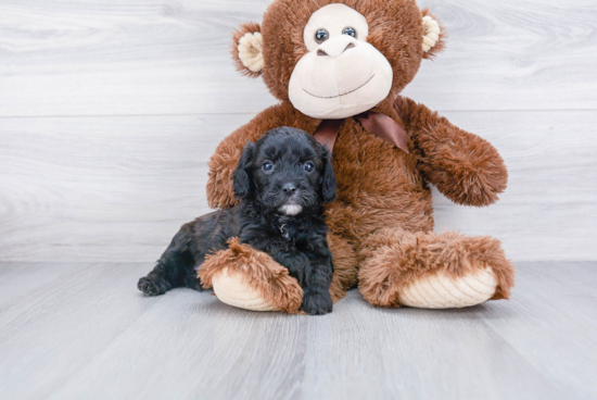 Cavapoo Puppy for Adoption