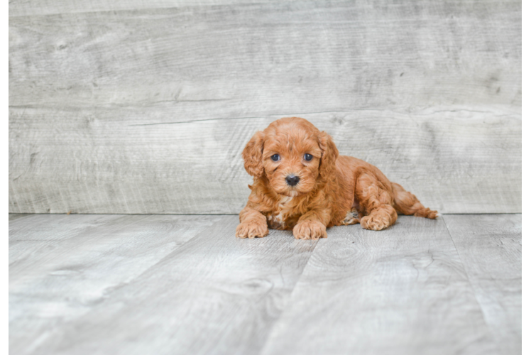 Popular Cavapoo Poodle Mix Pup