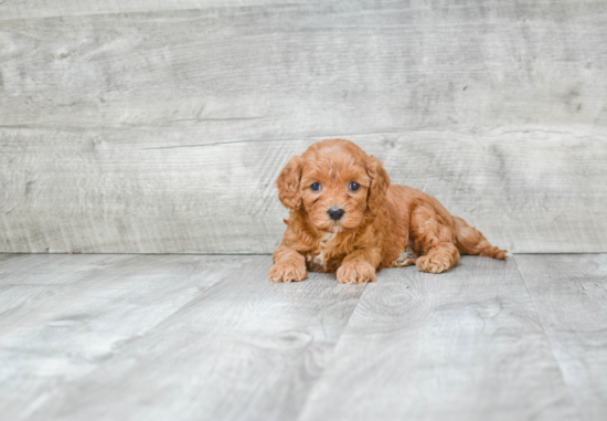 Popular Cavapoo Poodle Mix Pup