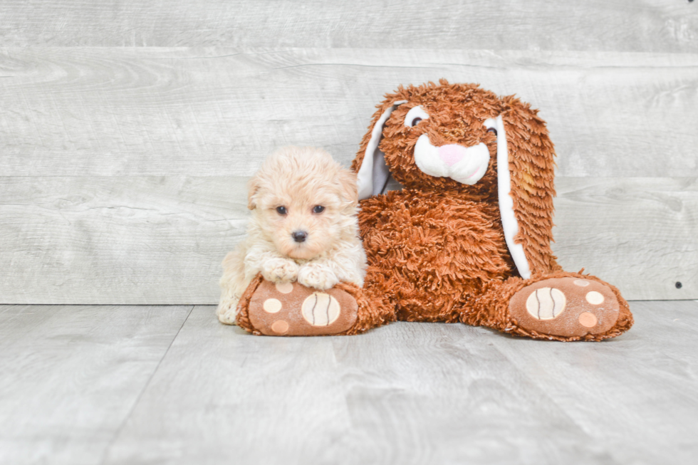 Energetic Maltepoo Poodle Mix Puppy