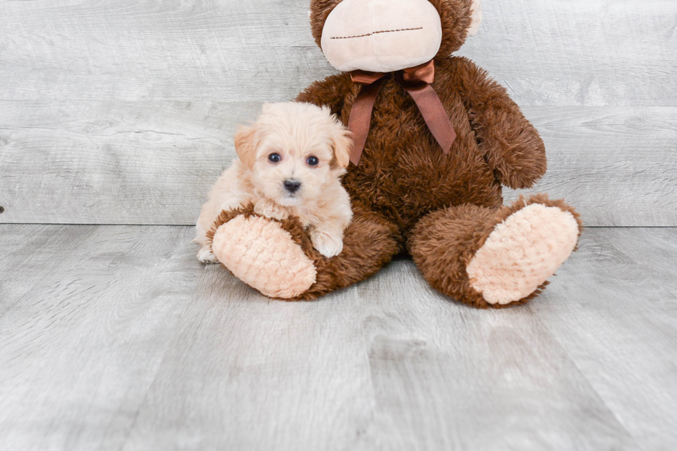 Happy Maltipoo Baby