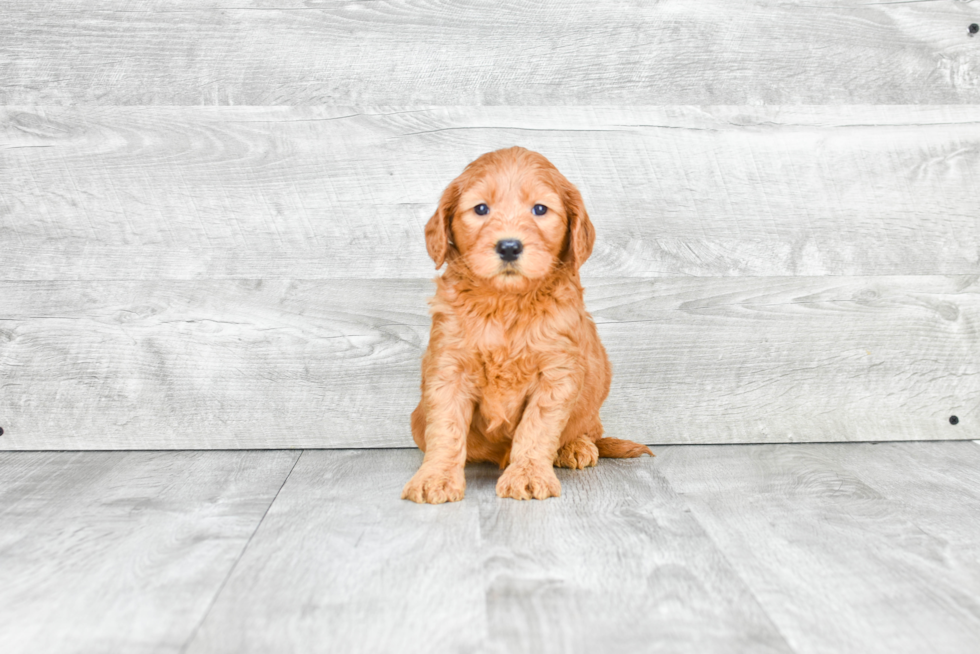 Best Mini Goldendoodle Baby