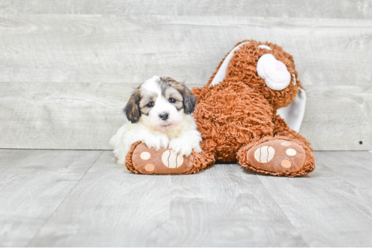 Fluffy Teddy Bear Designer Pup