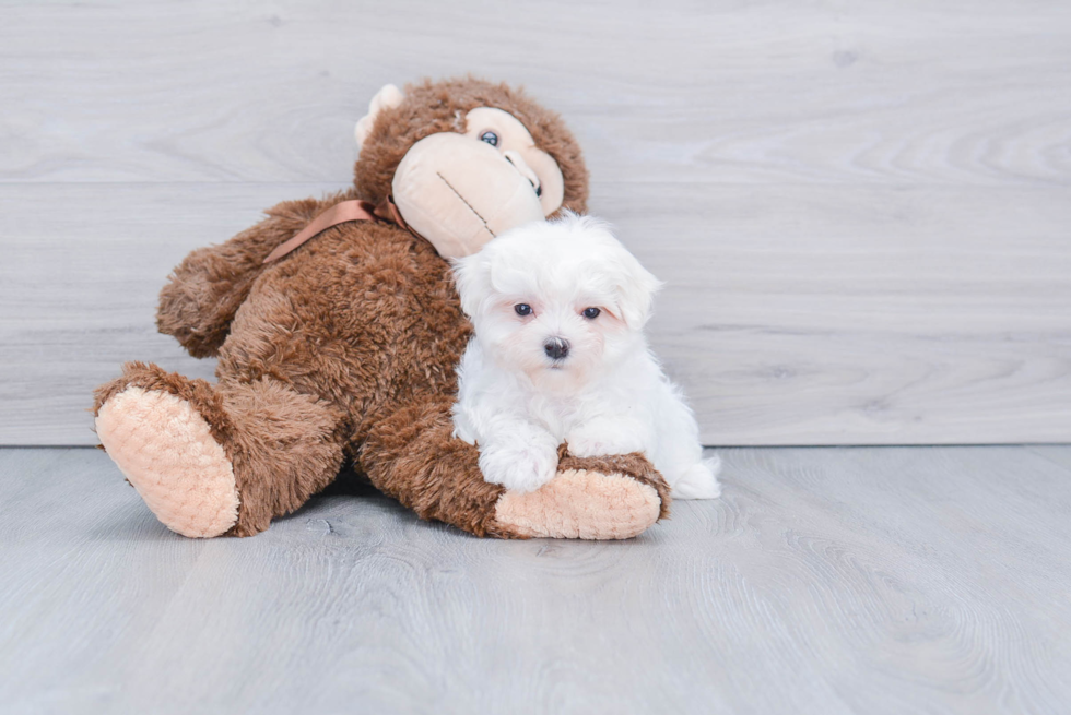 Maltese Puppy for Adoption