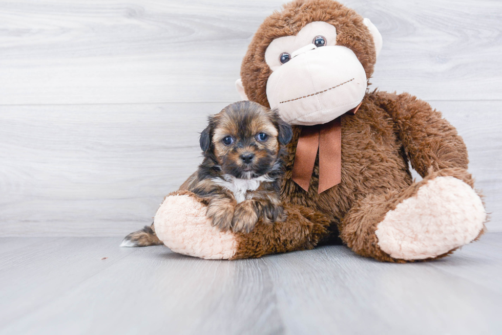 Adorable Shorkie Designer Puppy