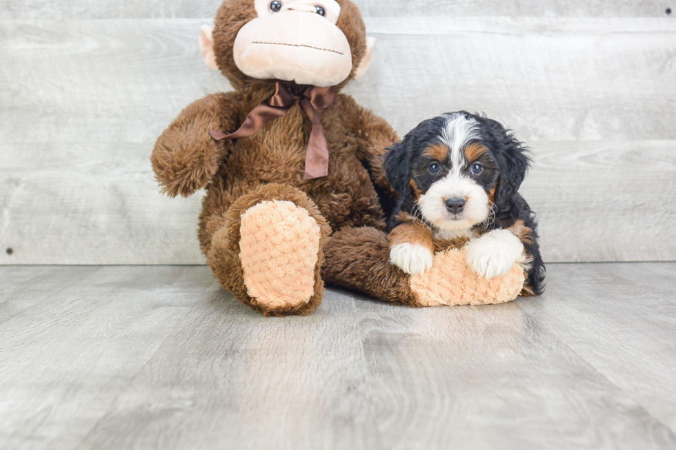 Mini Bernedoodle Puppy for Adoption