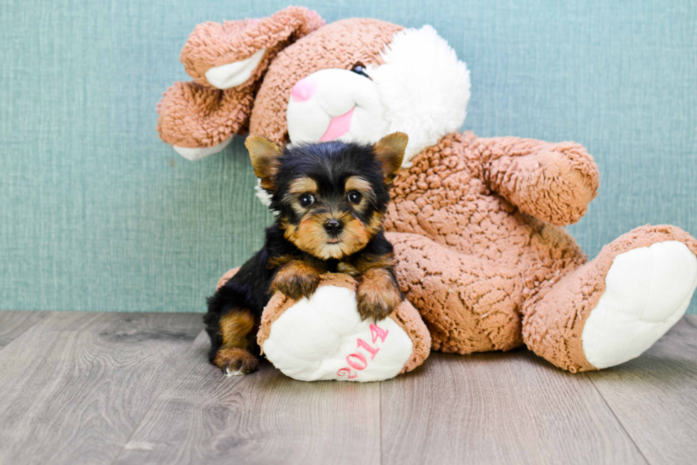 Meet Ronaldo - our Yorkshire Terrier Puppy Photo 