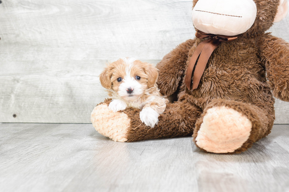 Maltipoo Pup Being Cute