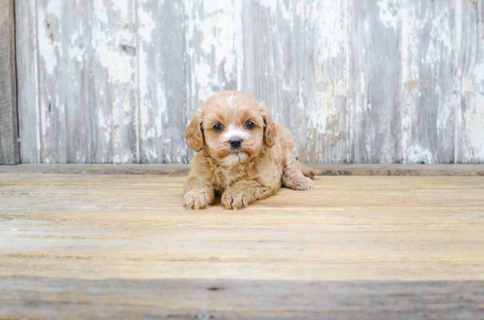 Little Cavoodle Poodle Mix Puppy