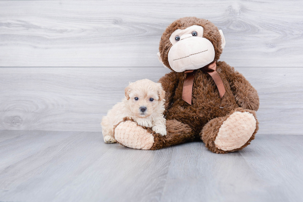 Fluffy Maltipoo Poodle Mix Pup