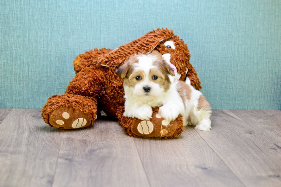 Teddy Bear Puppy for Adoption