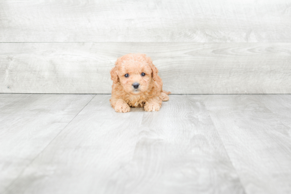 Hypoallergenic Cavoodle Poodle Mix Puppy