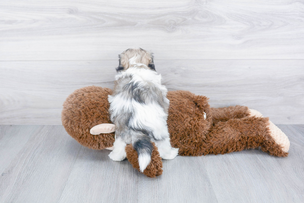 Havanese Pup Being Cute