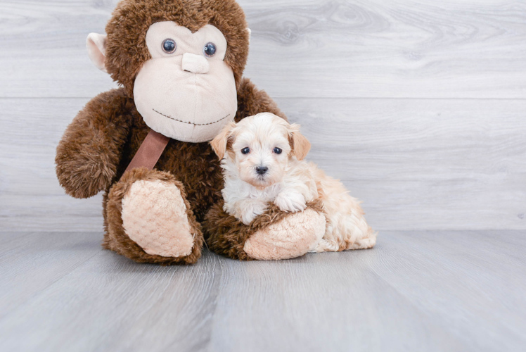 Friendly Maltipoo Baby