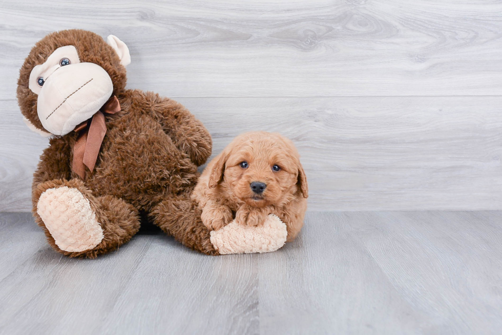 Best Mini Goldendoodle Baby