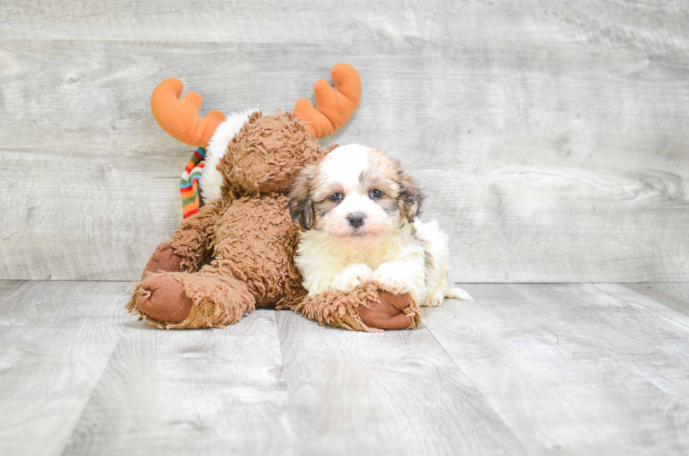 Fluffy Teddy Bear Designer Pup