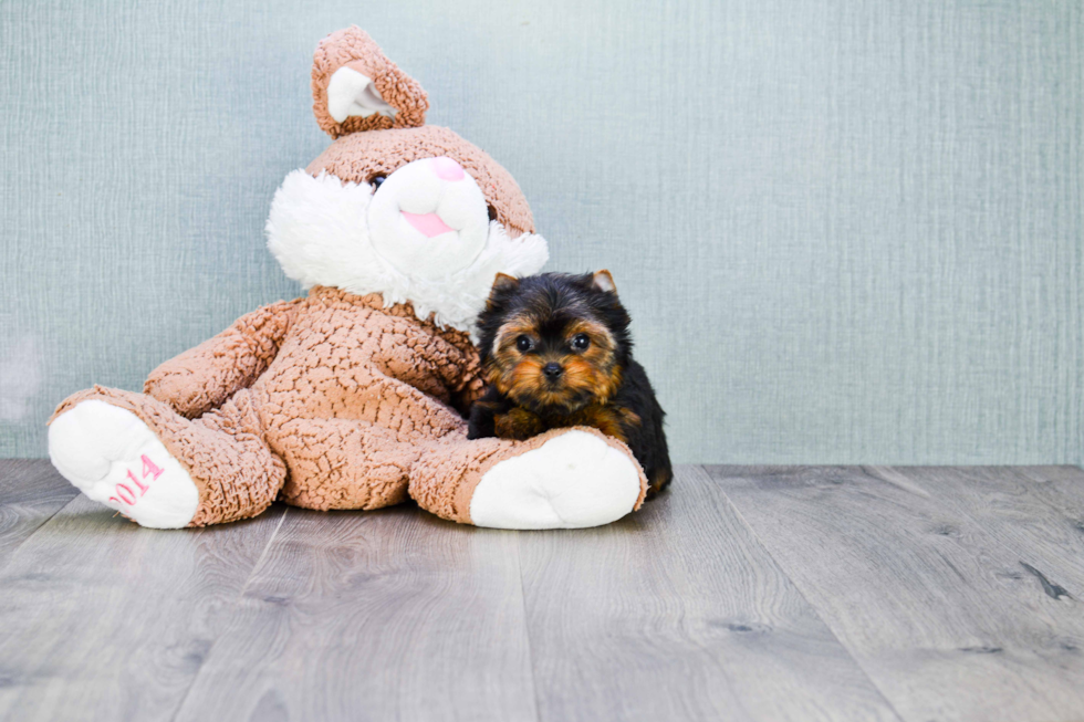 Meet Victoria - our Yorkshire Terrier Puppy Photo 