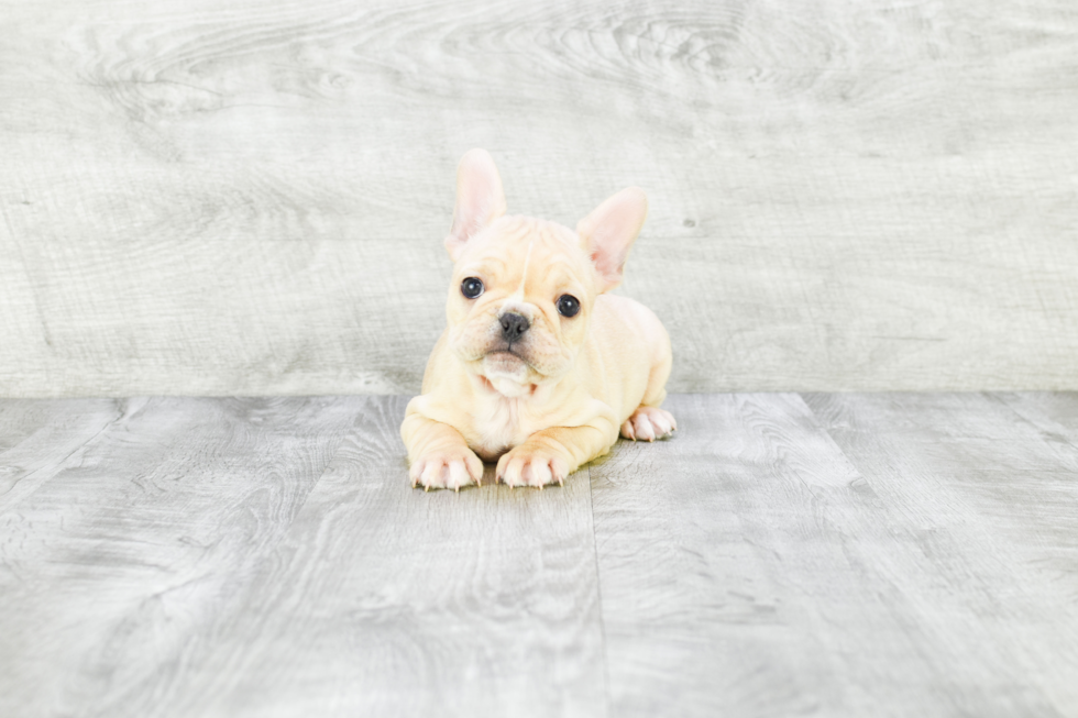 French Bulldog Puppy for Adoption