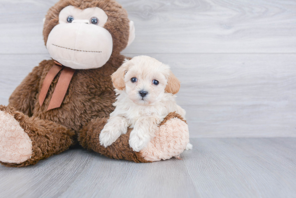 Maltipoo Pup Being Cute