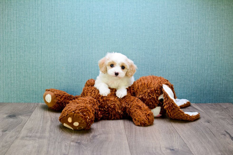 Cavachon Puppy for Adoption