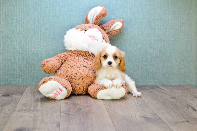 Cavalier King Charles Spaniel Pup Being Cute